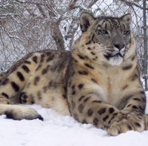 R.I.P. Arctic