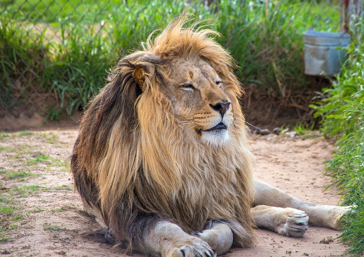 LIONS AND TIGERS… AND LEMURS?… OH MY