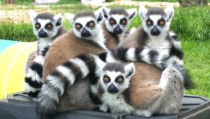 The Lemurs